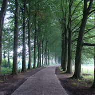 beautiful path yet familiar direction