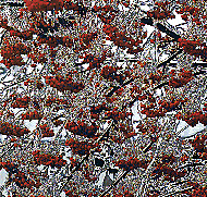 cd JPP History -43kB